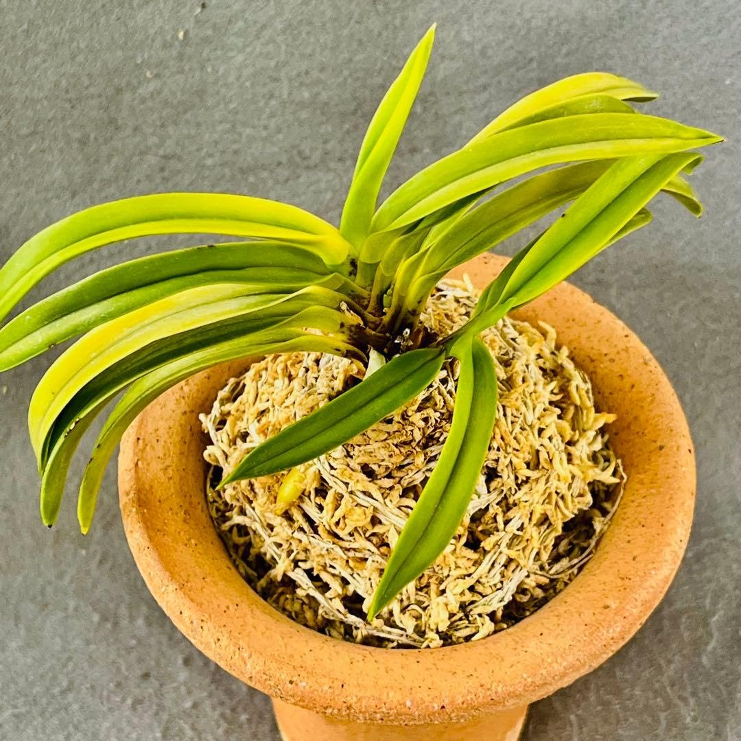 Amazon｜富貴蘭 曙虎芸 灘黄龍 2本立｜観葉植物 オンライン通販